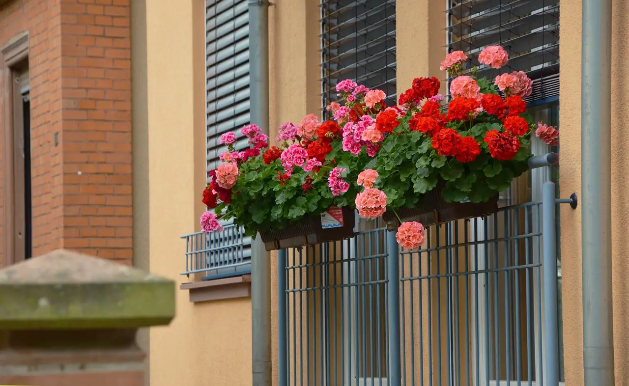 Gerani in piena fioritura primaverile ecco il momento ideale per concimare ad aprile Gerani in piena fioritura primaverile ecco il momento ideale per concimare ad aprile