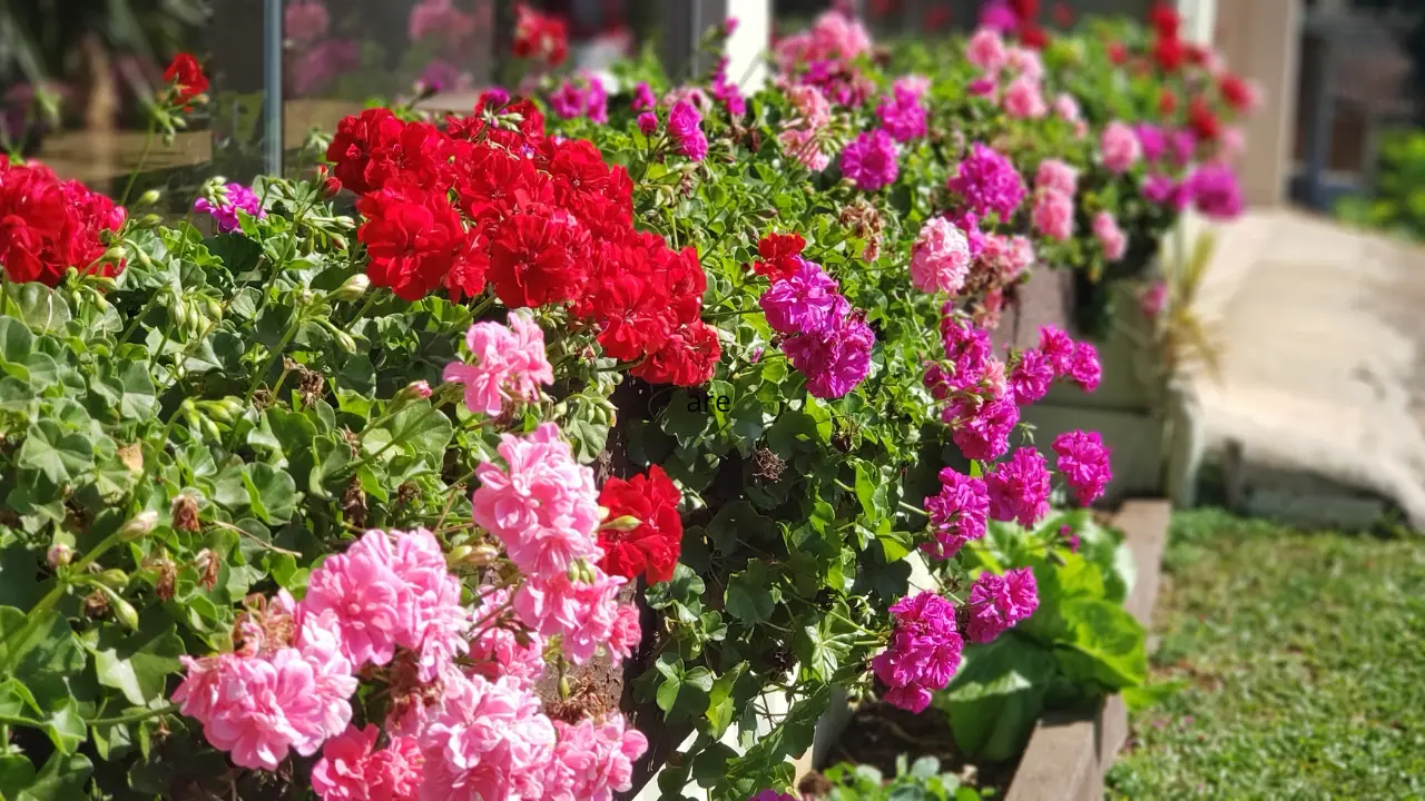 Gerani in piena fioritura primaverile ecco il momento ideale per concimare ad aprile Gerani in piena fioritura primaverile ecco il momento ideale per concimare ad aprile
