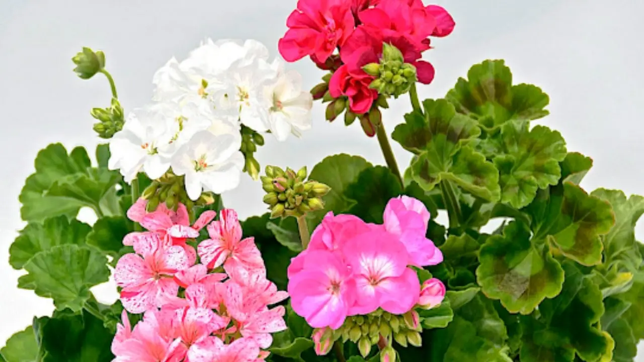Gerani in piena fioritura primaverile ecco il momento ideale per concimare ad aprile Gerani in piena fioritura primaverile ecco il momento ideale per concimare ad aprile